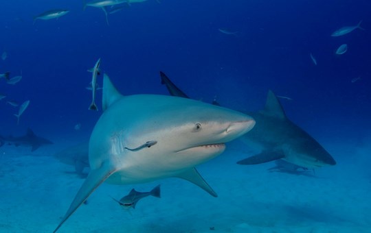 Aquaworld Cancun Bull Sharks